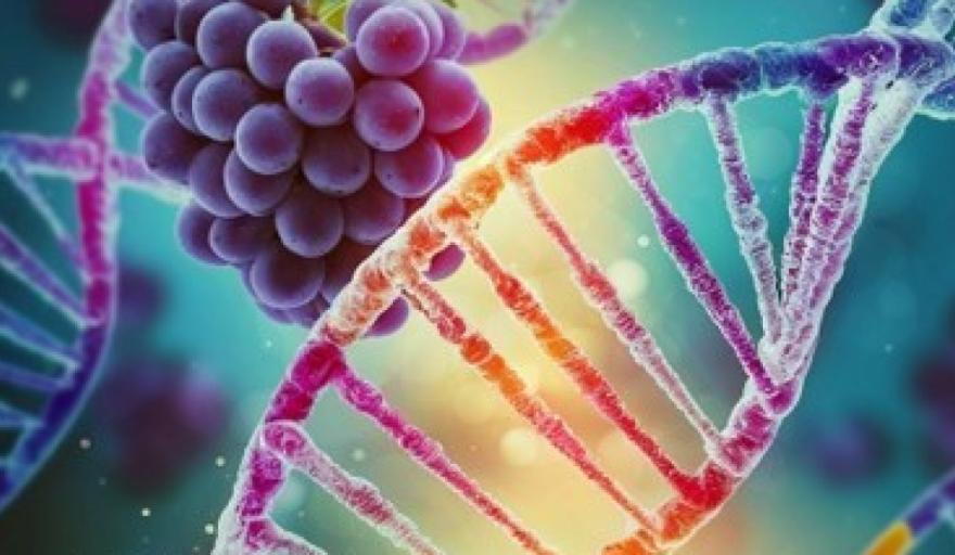 Hallazgo histórico: investigadores mendocinos descubren por primera vez el genoma completo del Malbec