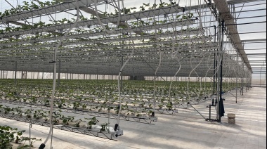 Don Jaime, la importadora y distribuidora mendocina de bananas, se diversifica y abre un mayorista en Guaymallén