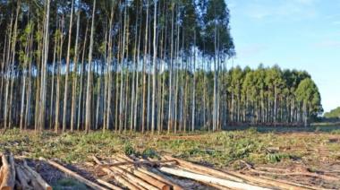 Mendoza será sede del Congreso Forestal Latinoamericano