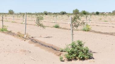La venta de insumos para riego tecnificado en Mendoza aumenta 30% por año
