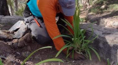 Reverdecer el desierto: cómo hizo Mendoza para producir 1 millón de árboles en los últimos años
