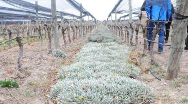 Realizan foro para analizar cómo repensar el vino argentino desde una mirada sostenible