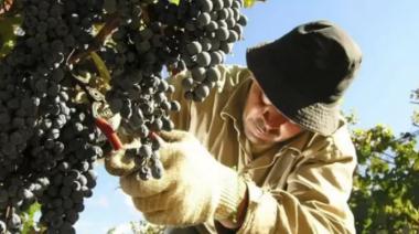 Ofrecen 500 puestos de trabajo en Mendoza para la vendimia 2024: qué perfiles buscan y cómo aplicar