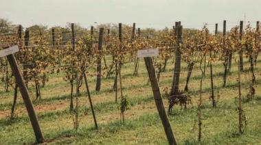 Lanzan la primera bodega de Pinamar: se podrán comprar parcelas y apunta al enoturismo