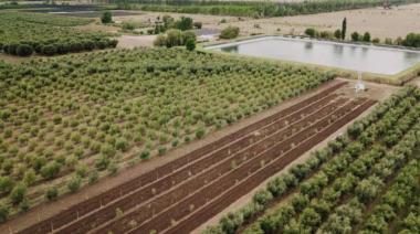 Cómo es el proyecto de una olivícola de Mendoza que apuesta por la economía circular