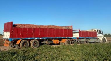 Mendoza, polo industrial del tomate: cómo la tecnificación fue clave para incrementar la producción