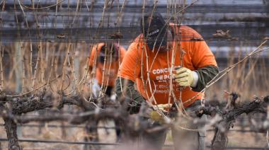 Mendoza será sede del mayor concurso de poda de vid de Sudamérica