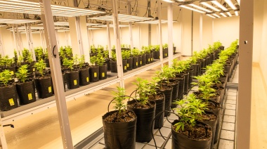Está en Mendoza: cómo es el cultivo de cannabis medicinal indoor más grande de Argentina