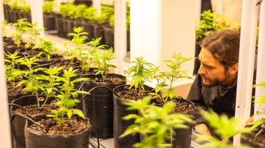 Está en Mendoza: cómo es el cultivo de cannabis medicinal indoor más grande de Argentina