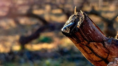 Qué es el "lloro del viñedo" y cuál es el producto que recomiendan los especialistas