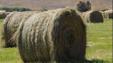 Alfalfa: se abre un nuevo nicho local e internacional para productores mendocinos