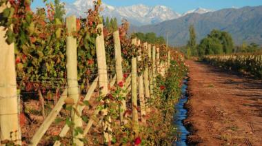 Mendoza será sede de una cumbre mundial de enología y viticultura