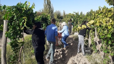 Desde la finca a la bodega: estas son las escuelas que enseñan a hacer vino en Mendoza