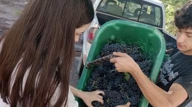 Desde la finca a la bodega: estas son las escuelas que enseñan a hacer vino en Mendoza