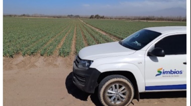 Siembra de ajo: qué productos recomiendan los expertos para lograr el éxito del cultivo