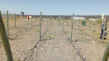 Carcelino, el vino mendocino que nació en una cárcel y da una segunda oportunidad