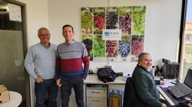 Nueva viticultura y cambio de paradigma: Vivero Mercier desarrolla genética de vanguardia en uva de mesa
