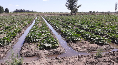 Día del Productor Agropecuario: el suelo cuyano como motor de exportación y futuro