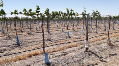 Día del Productor Agropecuario: el suelo cuyano como motor de exportación y futuro