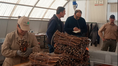 El vivero mendocino que apuesta por la sostenibilidad y eleva el estándar de calidad