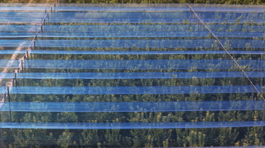 Mallas fotoselectivas: una empresa mendocina exporta una tecnología que transforma la producción agrícola
