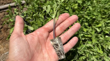 Ácidos húmicos y fúlvicos: el motor invisible de un suelo fértil