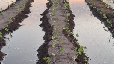 Ácidos húmicos y fúlvicos: el motor invisible de un suelo fértil