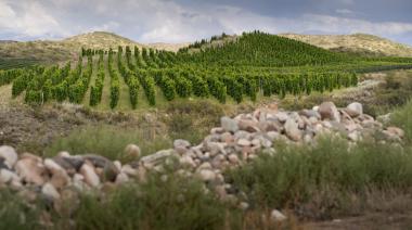 De Gualtallary: un vino mendocino fue considerado el mejor de Sudamérica y el mejor Malbec del mundo