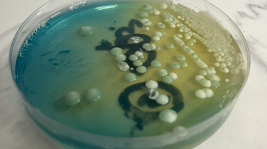 Levaduras nativas: la carta secreta de Argentina para ganar terreno en el mercado vitivinícola global