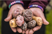 Habemus Papas: el festival de alta cocina que honra la tradición andina en el Valle de Uco