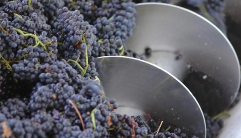 Para mejorar la calidad del vino el INV baja el nivel de desborre en el proceso vínico