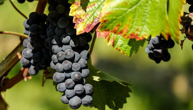 Criollas Full Day: un evento que rinde homenaje a las uvas patrimoniales de Mendoza
