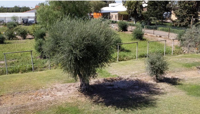 Guaymallén sumará un barrio verde con olivos centenarios y visión sustentable