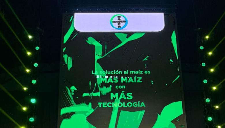 Bayer lo hizo: el maíz floreció en la Pampa semiárida y desafió lo imposible