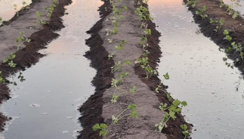 Ácidos húmicos y fúlvicos: el motor invisible de un suelo fértil