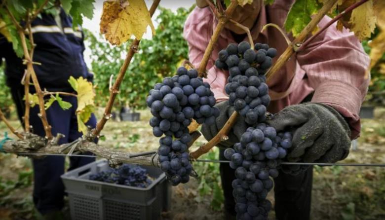 El vino argentino genera trabajo, pero necesita más capacitación para sostener su crecimiento