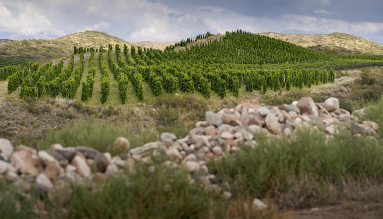De Gualtallary: un vino mendocino fue considerado el mejor de Sudamérica y el mejor Malbec del mundo