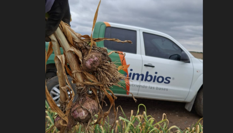 Simbios impulsa productividad y negocios: del suelo sano al ajo que conquista mercados