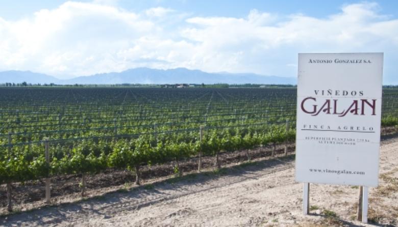 Revés judicial para Bodegas Galán: la Justicia ordenó medidas cautelares sobre 11 inmuebles