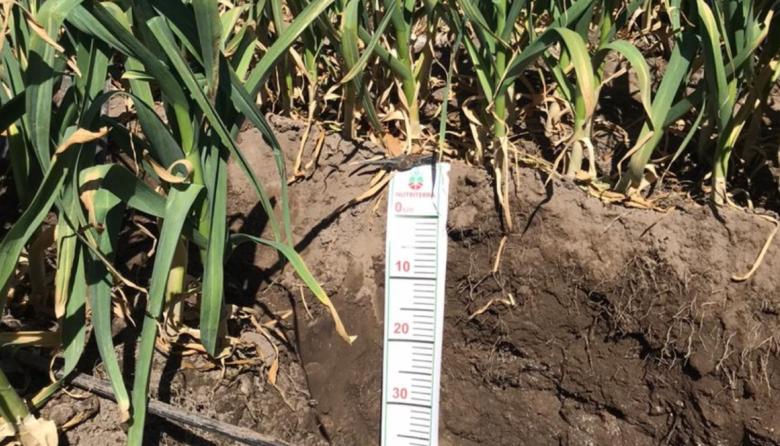 Aliados del productor: Nutriterra convierte la nutrición del ajo en eficiencia y resultado