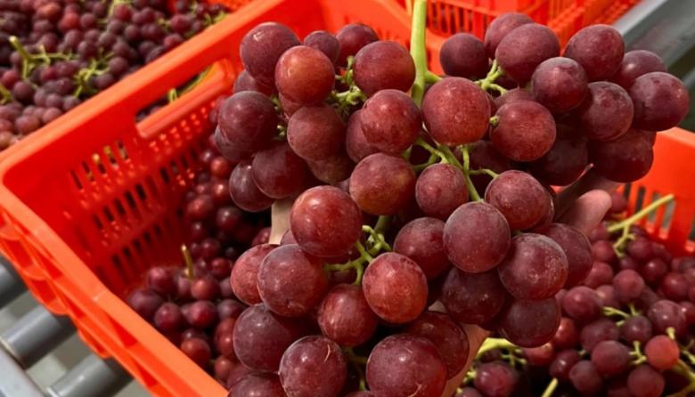 Vivero Mercier abre paso a la nueva generación de uva de mesa en Argentina