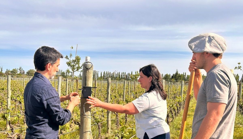 Bees IoT: el proyecto que previene heladas en viñedos con sensores inteligentes