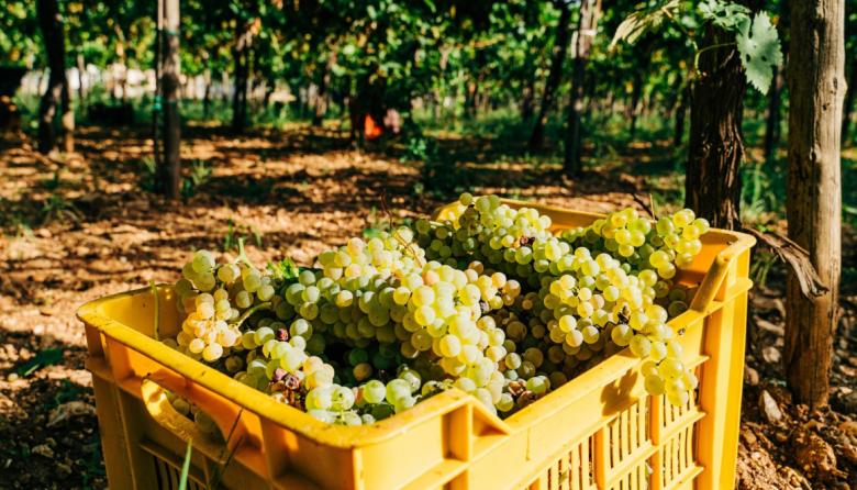 El Banco Nación lanzó líneas créditos para cosecha y acarreo de uva y gastos de elaboración con tasas preferenciales