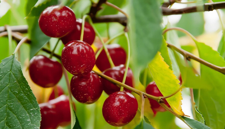 Valle de Uco, Luján de Cuyo y el Este: cómo es el mapa de la cereza premium en Mendoza