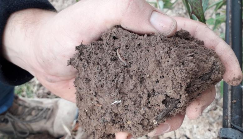 Menos fertilizantes, más resultados: el secreto para producir está en la biología del suelo