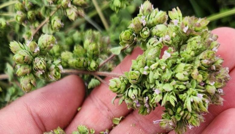 Único en el mundo: el orégano mendocino de San Carlos se convirtió en Indicación Geográfica