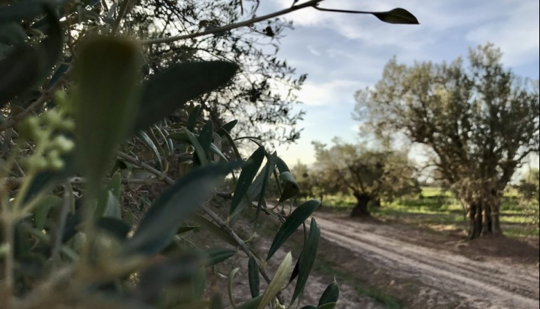 Pionera en el país: Mendoza, cuna de los primeros especialistas en oleoturismo del país
