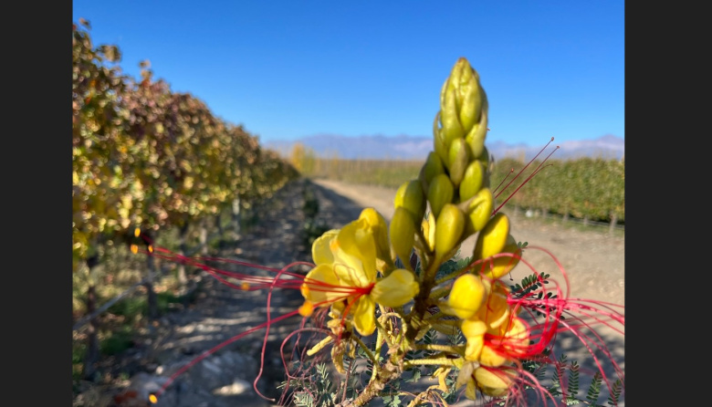 Viticultura regenerativa: Chandon Argentina alcanzó una certificación única en Latinoamérica