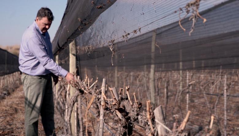 Del conocimiento de la planta al manejo del viñedo: “Partes de la vid”, el nuevo libro de Marcelo Canatella