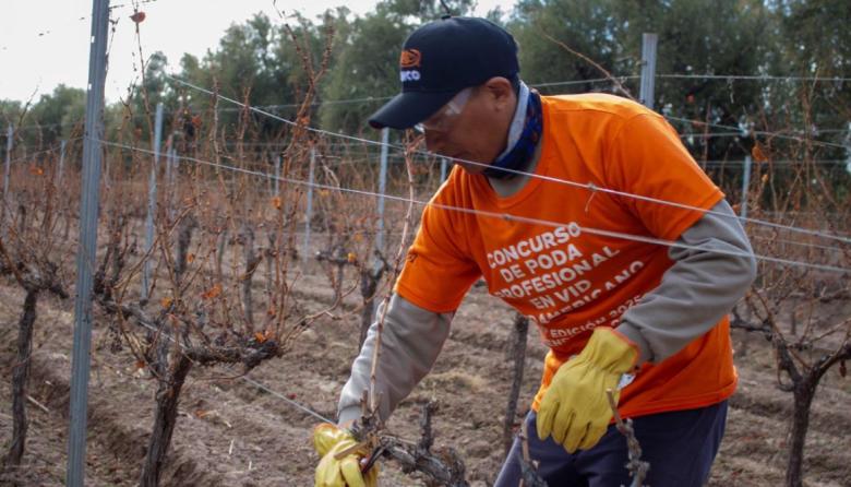 Manos que moldean la vid: llega a Cruz de Piedra una nueva edición del Concurso de Poda Profesional